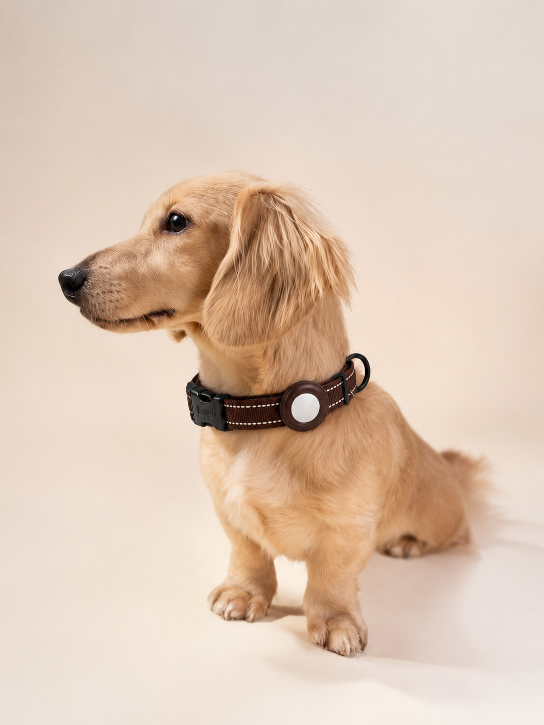 Perro con collar y perfil en modo perdido