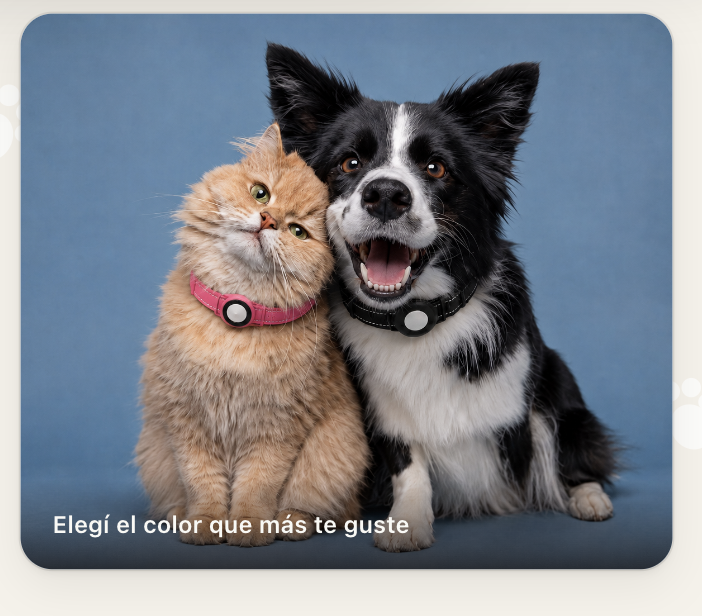 Gato naranja y perro border collie con collares y chapita de identificación